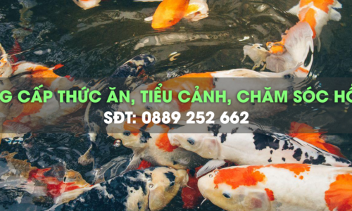 Các bệnh thường gặp ở cá Koi và cách phòng tránh, điều trị