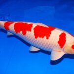 Kohaku Jumbo