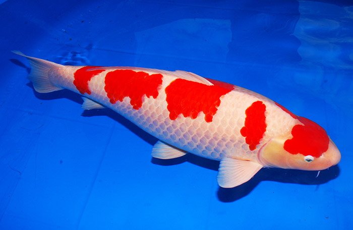 Kohaku Jumbo